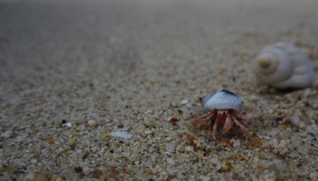 a hermit crab 2                  の写真素材