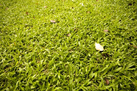 the green grassの写真素材