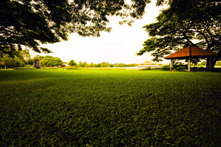 the grass