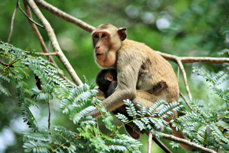 monkey