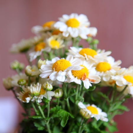 Beautiful white flowers の写真素材