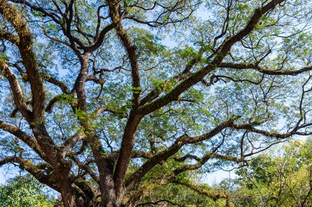 Large tree With branches spreading out wide With a beautiful branch shape.の写真素材