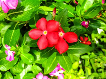 Red flower in grass fieldの写真素材
