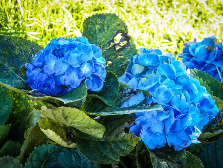 blue bushlike fireworks