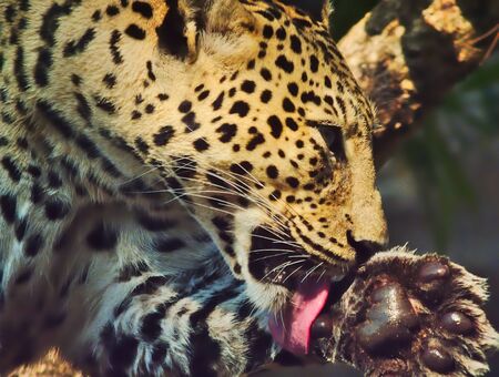 The leopard is using a lick tongue to clean the paws.の写真素材