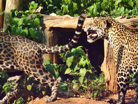 Leopard is walking.