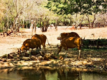 Cows and cattle are eating grass.の写真素材