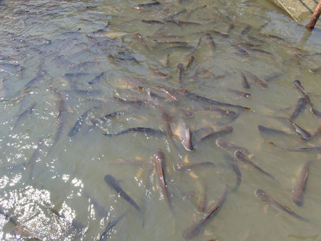 Wat Phanan Choeng Temple AYUTTHAYA THAILAND-01 MARCH 2019:People are going down to the waterfront to give food to fish in the river as a merit.のeditorial素材