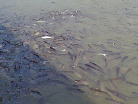 Wat Phanan Choeng Temple AYUTTHAYA THAILAND-01 MARCH 2019:People are going down to the waterfront to give food to fish in the river as a merit.のeditorial素材