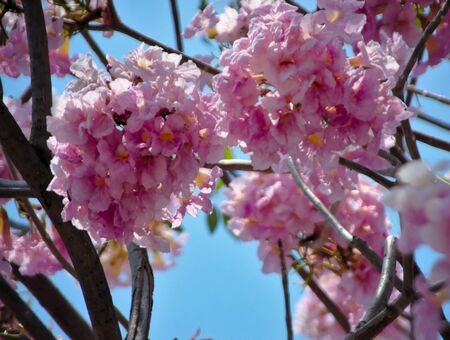 The flower is a pink blooming bush on the tree in the summer on the background of a fresh blue sky.の写真素材