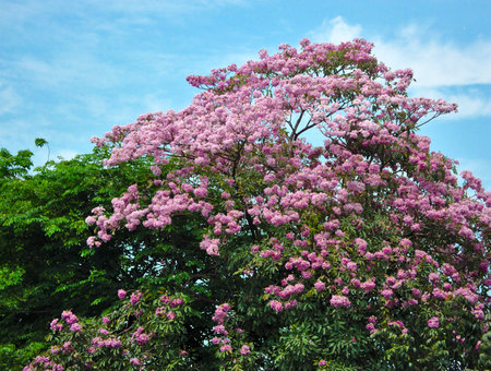 The flower is a pink bush, full of trees in the summer on the blue sky.