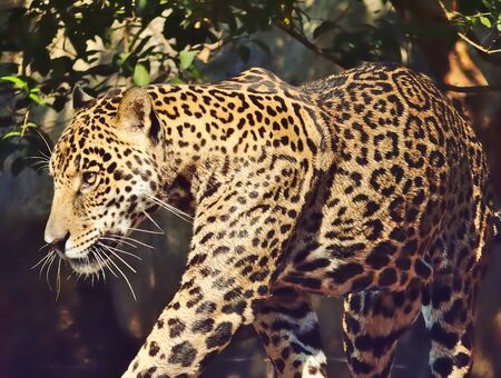Leopard is walking.の写真素材