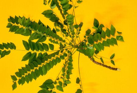 Green leaves on a bright yellow background.の写真素材