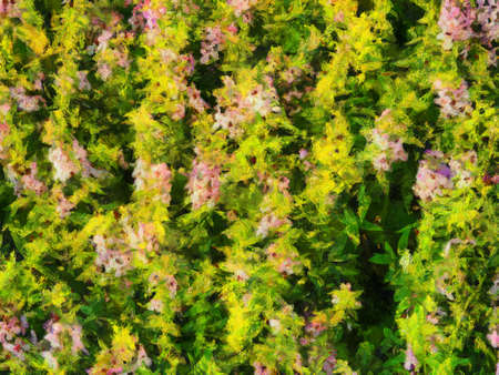 Shrub trees have pink flowers with small flowers Illustrations creates an impressionist style of painting.の写真素材