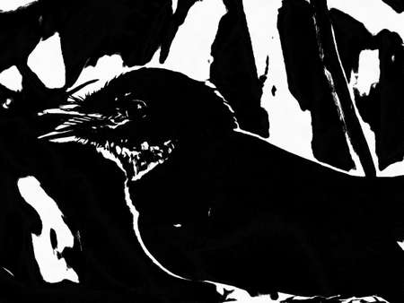 A small bird, a small magpie Black and white illustrations.の写真素材