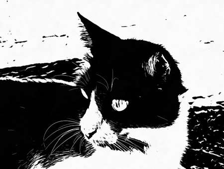 Tabby cat with black and white stripes Black and white illustrations.の写真素材
