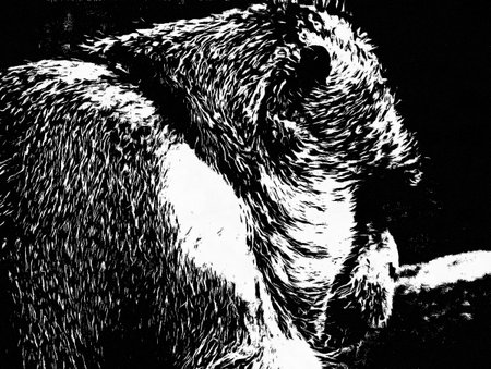 The faces show different emotions and gestures of monkeys Black and white illustrations.の写真素材