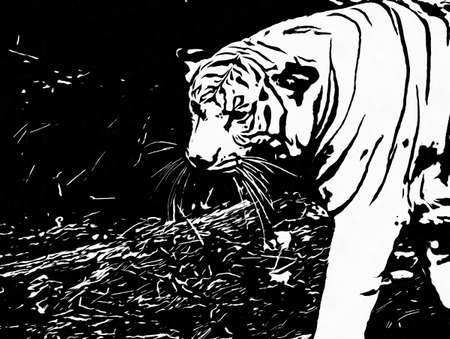 Big white tiger Black and white illustrations.の写真素材