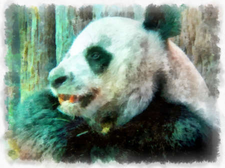 Panda watercolor style illustration impressionist painting.の写真素材