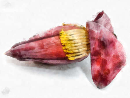 banana blossom watercolor style illustration impressionist painting.の写真素材