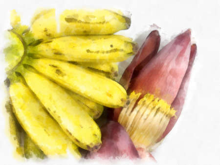 banana blossom and banana watercolor style illustration impressionist painting.の写真素材