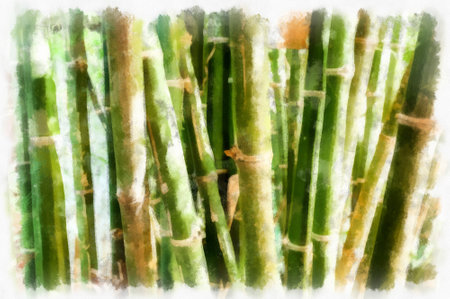 bamboo watercolor style illustration impressionist painting.の写真素材