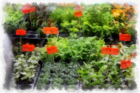 Many colorful plants and flowers in the plant shop watercolor style illustration impressionist painting.の写真素材