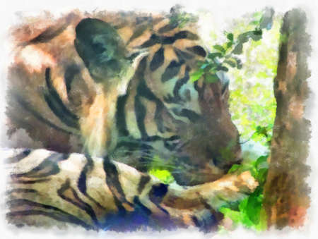 tiger lying on the ground watercolor style illustration impressionist painting.の写真素材