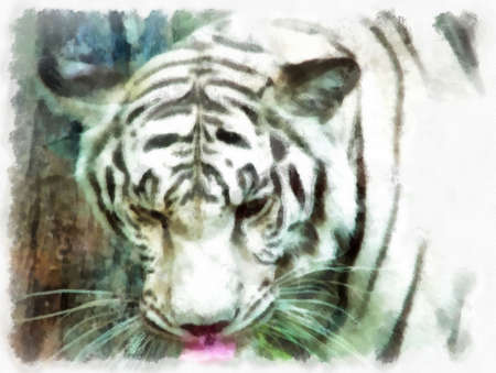 white tiger watercolor style illustration impressionist painting.の写真素材