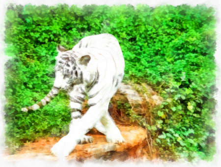 white tiger watercolor style illustration impressionist painting.の写真素材