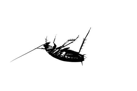 Cockroaches lying on the floor black and white illustration.の写真素材