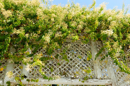 White flowers on a wooden pergola of the old house.の写真素材