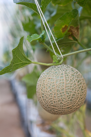 Melon grown in greenhousesの写真素材