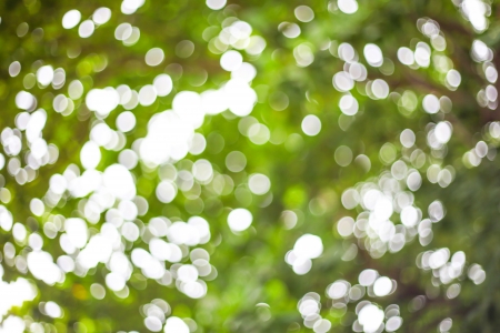 Bokeh of leavesの写真素材