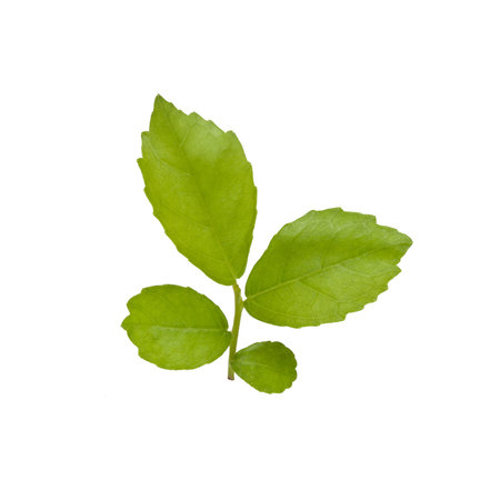 Leaves on a white background