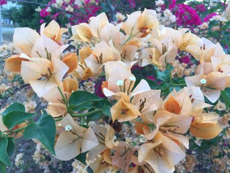 Flower in thailandの写真素材