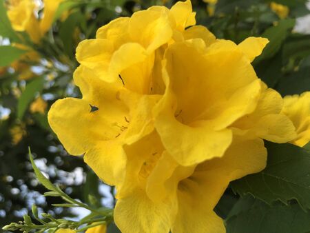 Yellow flower in the gardenの写真素材