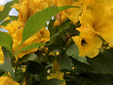 Bee in side flowerの写真素材