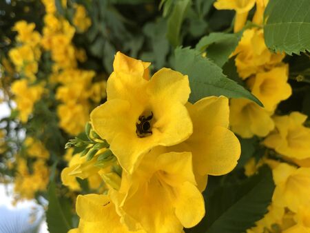 Bee inside yellow flowerの写真素材