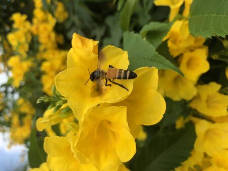 Bee inside yellow flowerの写真素材