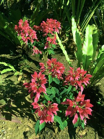 Red flowers blooming in the morningの写真素材