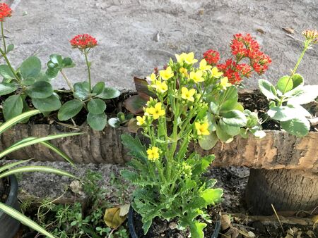 Planting yellow flowers in the winterの写真素材