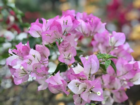 Bougainvillea Is blooming in the gardenの写真素材