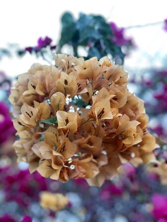 Bougainvillea Is blooming in the morningの写真素材