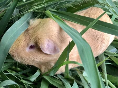 Guinea Pigs Is sleepingの写真素材