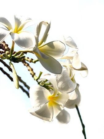 Orchidaceae Is bloomingの写真素材
