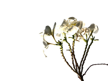 Orchidaceae Is bloomingの写真素材