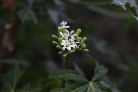 Cnidoscolus chayamansa are blooming and green leafの写真素材