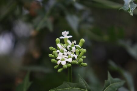 Cnidoscolus chayamansa are blooming and green leafの写真素材