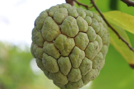 Sugar Apple fruit are growing on treeの写真素材